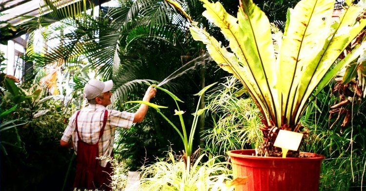 Istanbuls erster Botanischer Garten: Deutsch-türkische Geschichte mit allen Sinnen erspüren