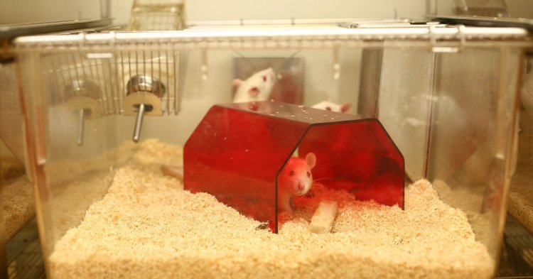 World Day for Laboratory Animals: what's the status in the EU?