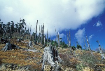 L'UE s'accorde sur l'interdiction de la déforestation importée, une première mondiale