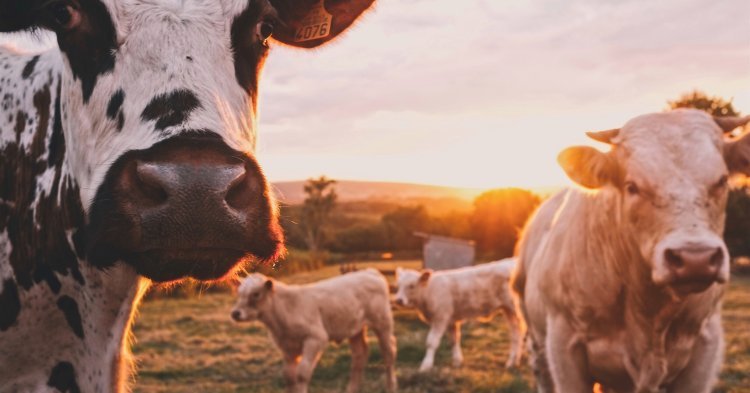 5 Ideen für mehr Tierschutz in der EU