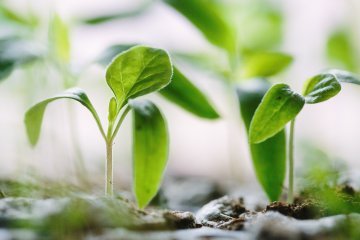 Europe's Green New Deal
